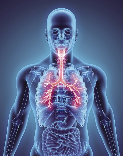 anatomia-ukladu-oddechowego